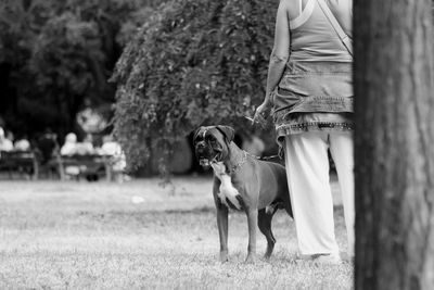 Low section of man with dog standing on tree trunk