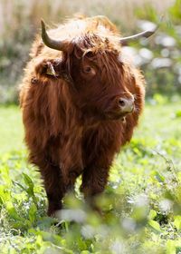 View of horned bull on field