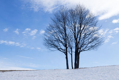 Bare tree on field against sky