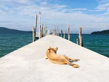 Dog relaxing in sea against sky