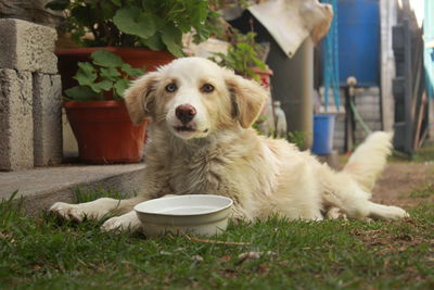 Dog sitting on grass