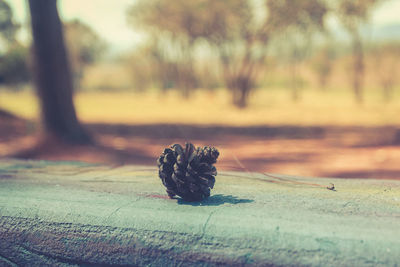 Pine cone on retaining wall