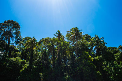 Low angle view of trees against clear blue sky