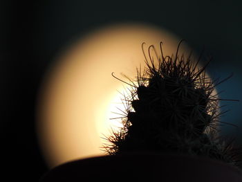 Close-up of silhouette cactus plant against sky during sunset