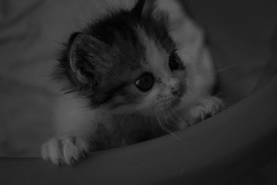 Close-up of kitten