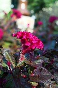 Close-up of pink flowers blooming outdoors