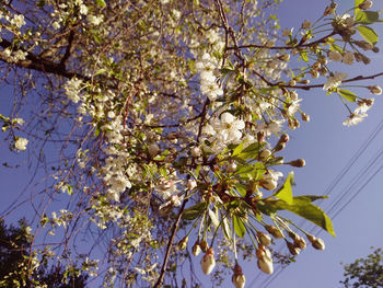 Low angle view of flowering tree against clear sky