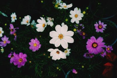 Close-up of white flowers blooming outdoors