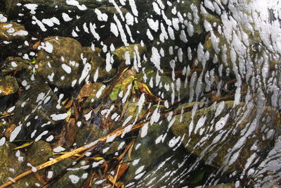 Trees in water