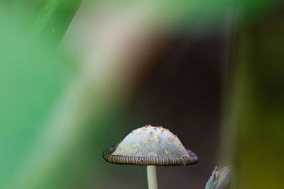 Close-up of mushroom growing outdoors