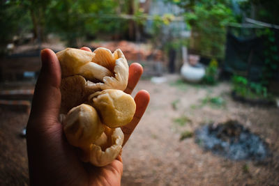 Close-up of hand holding mushroom