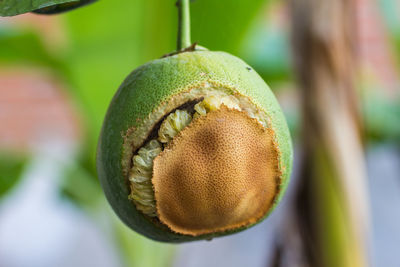 Close-up of rotten lemon hanging on tree