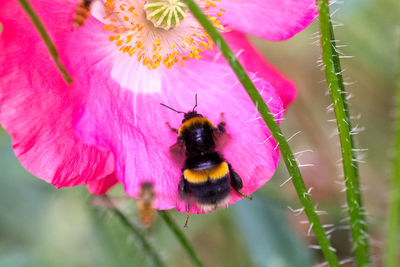Close-up of bee pollinating on pink flower