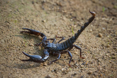 Dangerous black scorpion