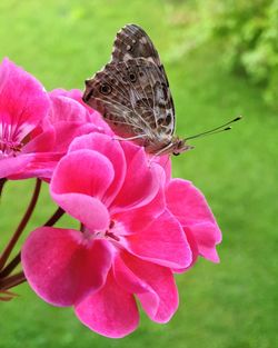 Close-up of butterfly pollinating flower