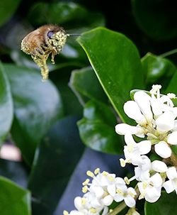 Close-up of insect on white flower