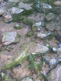 High angle view of leaf floating on water