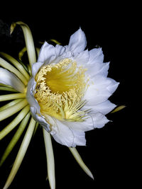 Close-up of white flower against black background