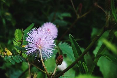 Close-up of flower plant