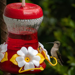 Close-up of red toy on plant