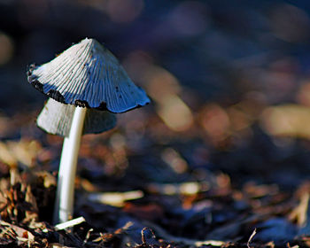Close-up of mushroom growing on field