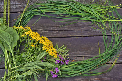 Close-up of yellow flowering plant