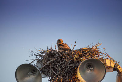 Great horned owlet bubo virginianus perches in its nest on top of a light post in everglades city