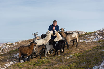 Mountain goats man. a herd of wild funny sheep surrounded the man and asked for a du. 