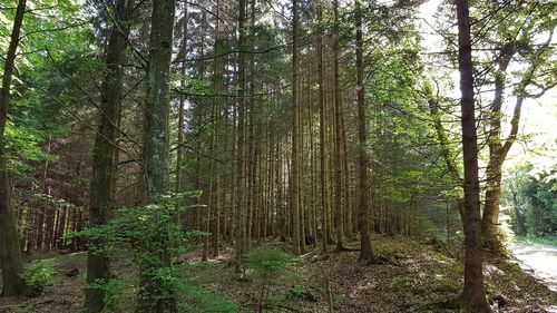 Trees growing in forest