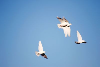 Low angle view of doves flying in clear blue sky