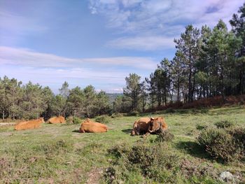 View of sheep on field