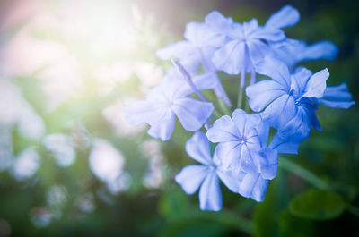 Beautiful cape leadwort flowers in the garden with sun light, flower concept