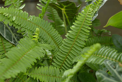 Close-up of fresh green leaves on tree