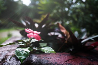 Close-up of pink flowering plant leaves