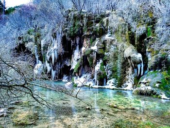 Trees in water