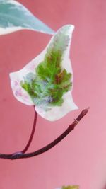 Close-up of pink leaf on plant