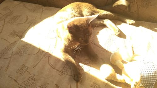 Close-up of cat resting on bed