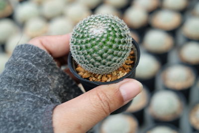 Cropped hand holding cactus