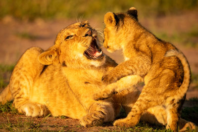 Close-up of lion cubs fighting on grass