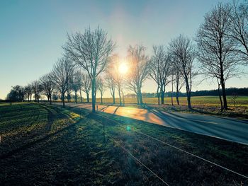 Bare trees on field against sky during sunset