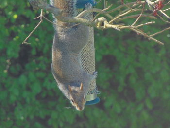 Close-up of cat hanging on tree