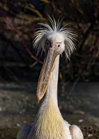 Close-up of a bird