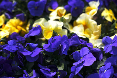 Close-up of purple flowering plants