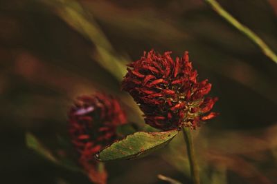 Close-up of red flower