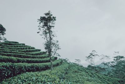 Crops growing on field against sky