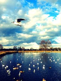 Seagull flying over sea