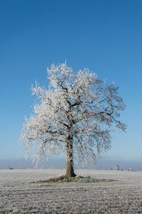 Ice covered tree in an open field on a sunny winter day