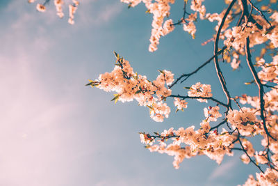 Low angle view of cherry tree against sky