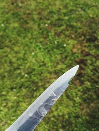 Close up of a grass