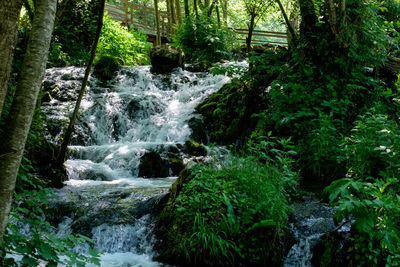 Scenic view of waterfall in forest